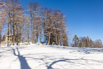 Winter rural landscape with snowy meadow and trees covered with snow