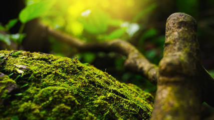 Closeup Moss and FerCloseup Green Moss and Fern in fertile or abundance natural environmentn in fertile or abundance natural environment