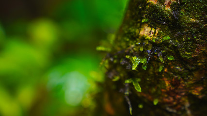Closeup Moss and Fern in abundance natural environment - Water moisture for life and growth of organism in nature