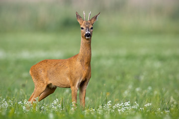 Naklejka na ściany i meble Young cautious roe deer, capreolus capreolus, buck on blossoming meadow in summer. Male mammal animal in nature. Wildlife scenery of deer with blurred background.