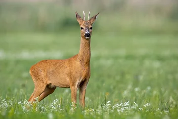 Rolgordijnen Young cautious roe deer, capreolus capreolus, buck on blossoming meadow in summer. Male mammal animal in nature. Wildlife scenery of deer with blurred background. © WildMedia
