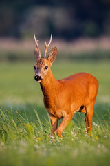 Roe deer, capreolus capreolus, buck walking on blooming meadow in summer at sunset. Wildlife scenery with vivid colors from nature. Roebuck in the wild.