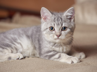 Portrait of grey scottish straight kitten laying on the sofa.