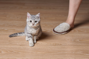 Portrait of  cute little gray scottish straight kitten on kitchen floor near its owner’s foot.
