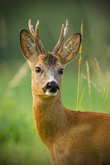 Detail of head of curious roe deer, capreouls capreolus, buck in wild. Close-up of deer in summer....