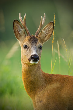 Detail of head of curious roe deer, capreouls capreolus, buck in wild. Close-up of deer in summer. Portrait of wild animal in nature with tall dry grass around.