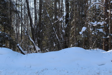 Landscape of winter snow-covered forest.