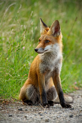 Detail of young red fox, vulpes vulpes, sitting on gravel roadside in summer looking away. Wild animal on road.