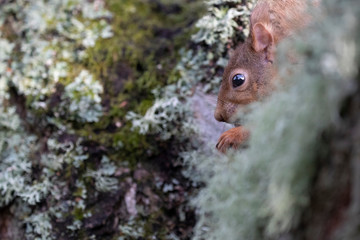 red squirrel, Sciurus vulgaris, close up on a moss covered birch branch, hidden with expressions during winter in Scotland.