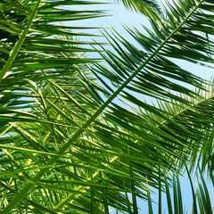 Palm trees against the blue sky, Background .