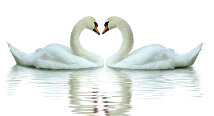 image of swans on the water closeup