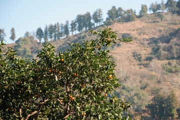 Fototapeta na wymiar Landcape of the hill in the foreground of orange trees
