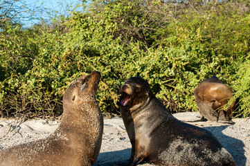 Fototapeta premium Galapagos