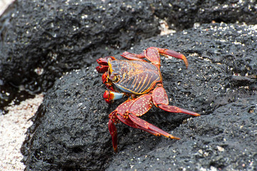 Galapagos