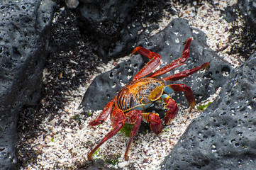 Galapagos