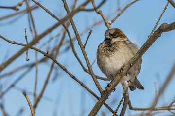 A fun gray and yellow sparrow is on a brown branch with white hoarfrost in the park in winter on a blurred background