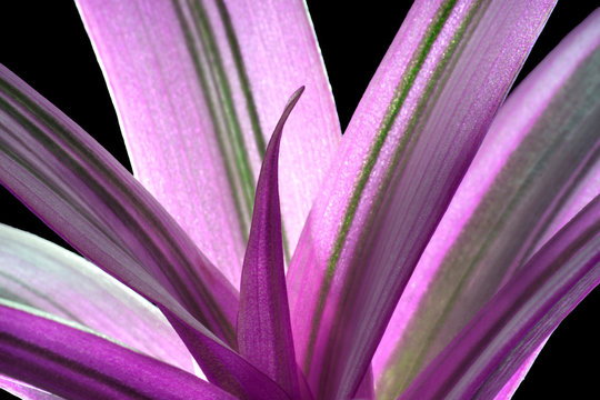The boatlily, oyster plant  or Moses-in-the-cradle (Tradescantia spathacea) in a flower pot isolated on black  background, macro. Beautiful purple and green leafed plant.