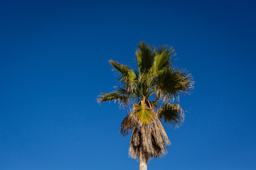 Fototapeta premium Palm tree isolated on clear blue sky