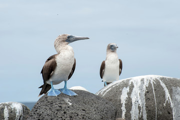 Fototapeta na wymiar Galapagos