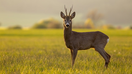 Roe deer, capreolus capreolus, buck in spring time at sunset. Backlit wild deer in nature with copy space. © WildMedia