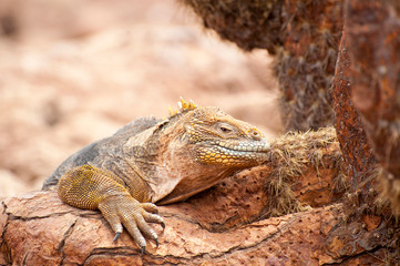 Galapagos