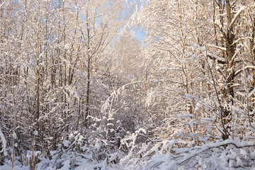 Beautiful winter landscape in the snowy park.