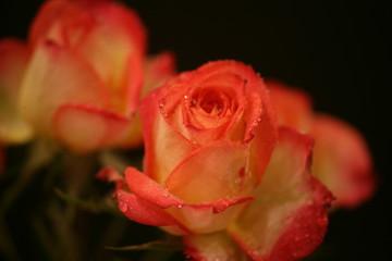 red rose with water drops