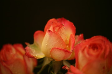 red rose with water drops