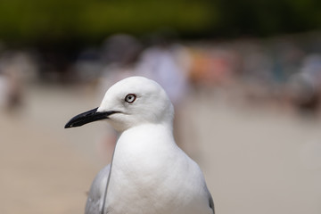 close up photography of a seagull in Queenstown New Zealand, amazing image of a gull with blurry background, animal photography