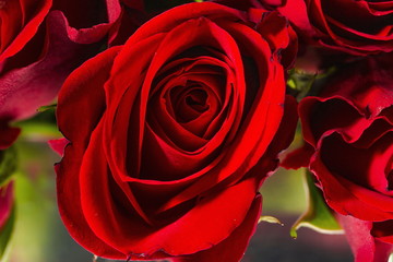 Gorgeous red roses close up view isolated. Beautiful backgrounds. Red Roses backgrounds. Valentine day backgrounds.