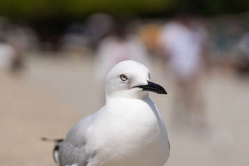 close up photography of a seagull in Queenstown New Zealand, amazing image of a gull with blurry background, animal photography