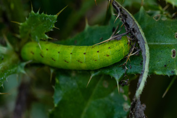 Pfeilecken Kr&auml;utereule