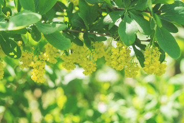Yellow flowers on the barberry bush