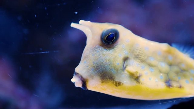 Longhorn cowfish (Lactoria cornuta), also called horned boxfish swims in aquarium water