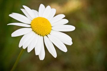 Margerite Blume vor unscharfem Hintergrund