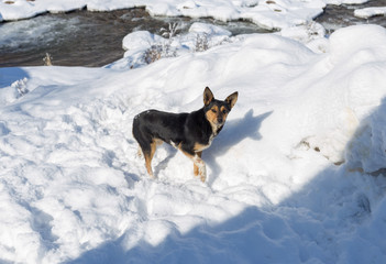 Dog in a winter landscape. Profile portrait