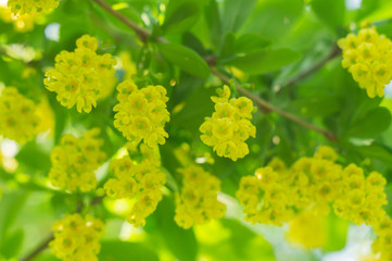 Yellow flowers on the barberry bush