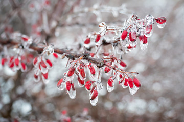 The first frost on a branch of barberries
