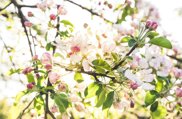 Selective focus on tender apple tree blossoms on sunny spring day, outdoors, romantic back light against sky and sun. Bright whole background.