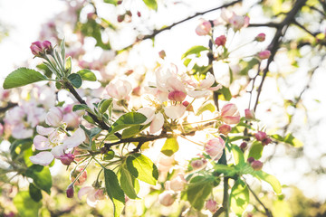 Fototapeta na wymiar Selective focus on tender apple tree blossoms on sunny spring day, outdoors, romantic back light against sky and sun. Bright whole background.