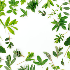 Fototapeta premium Styled Green leaves frame. Varied forest grass and leaves on a white background.