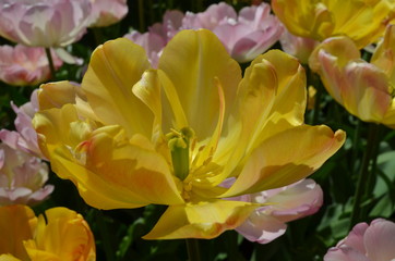 Details of yellow tulip in a garden during spring, soft focus 