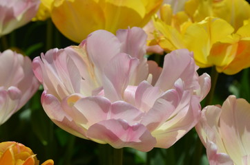 Details of light pink tulip in a garden during spring, soft focus 