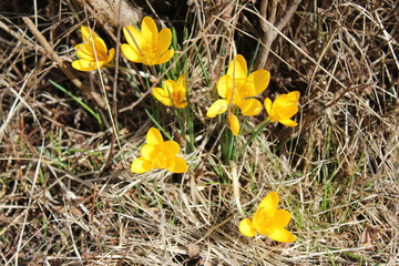 Yellow spring flowers