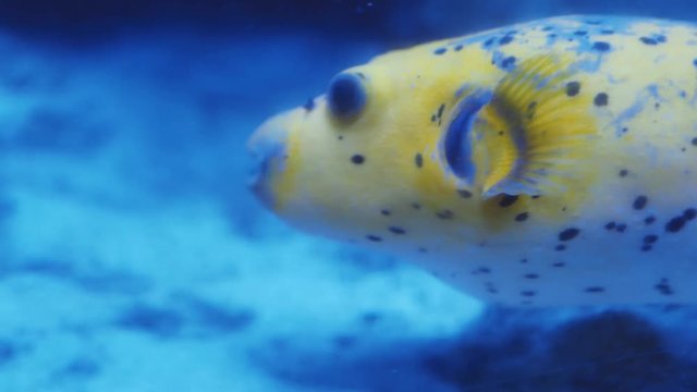 Closeup of yellow dogface color pufferfish swimming in aquarium water (Arothron nigropunctatus) 4k
