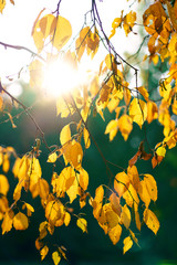 Gelbe Blätter im Gegenlicht