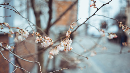 View of spring exterior decoration, flowers on sunny day, selected focus, blurred background. Essen, Germany