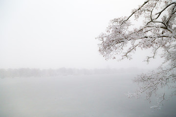 the trees in snow nearby the frozen lake