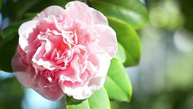 HD Slow motion close up of Pink Camellia Flower. Blurry background and place for text on the right.