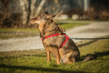 Portrait of brown dog, mixed breed, red dog collar and leash on, sitting on green grass in a city park, sunny day, white gravel footpath and trees in background